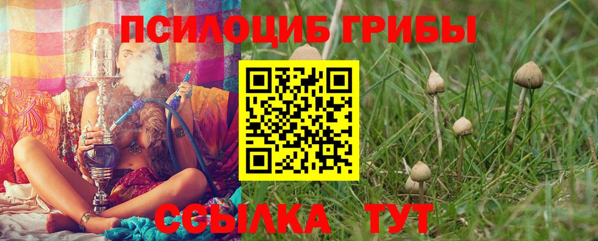 Псилоцибиновые грибы Cubensis Людиново